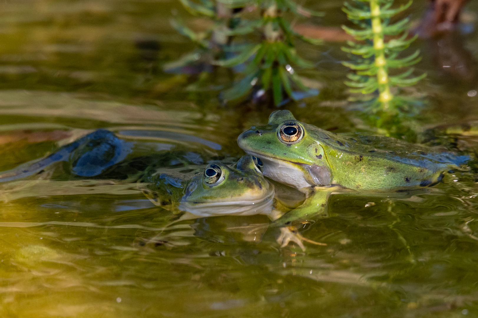 Froschliebe 2 am 12.06.2022