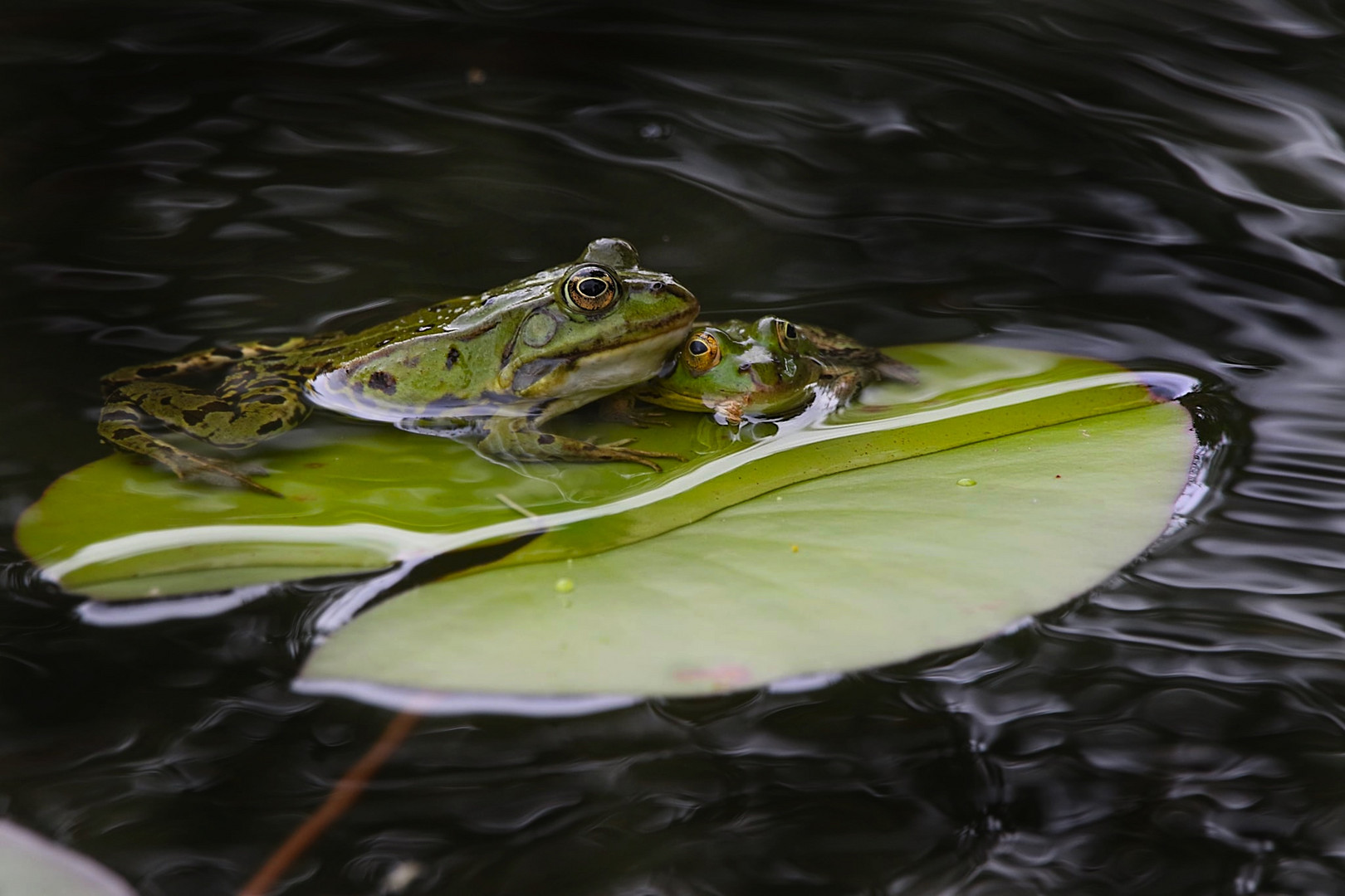 Froschliebe