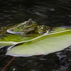 Froschliebe