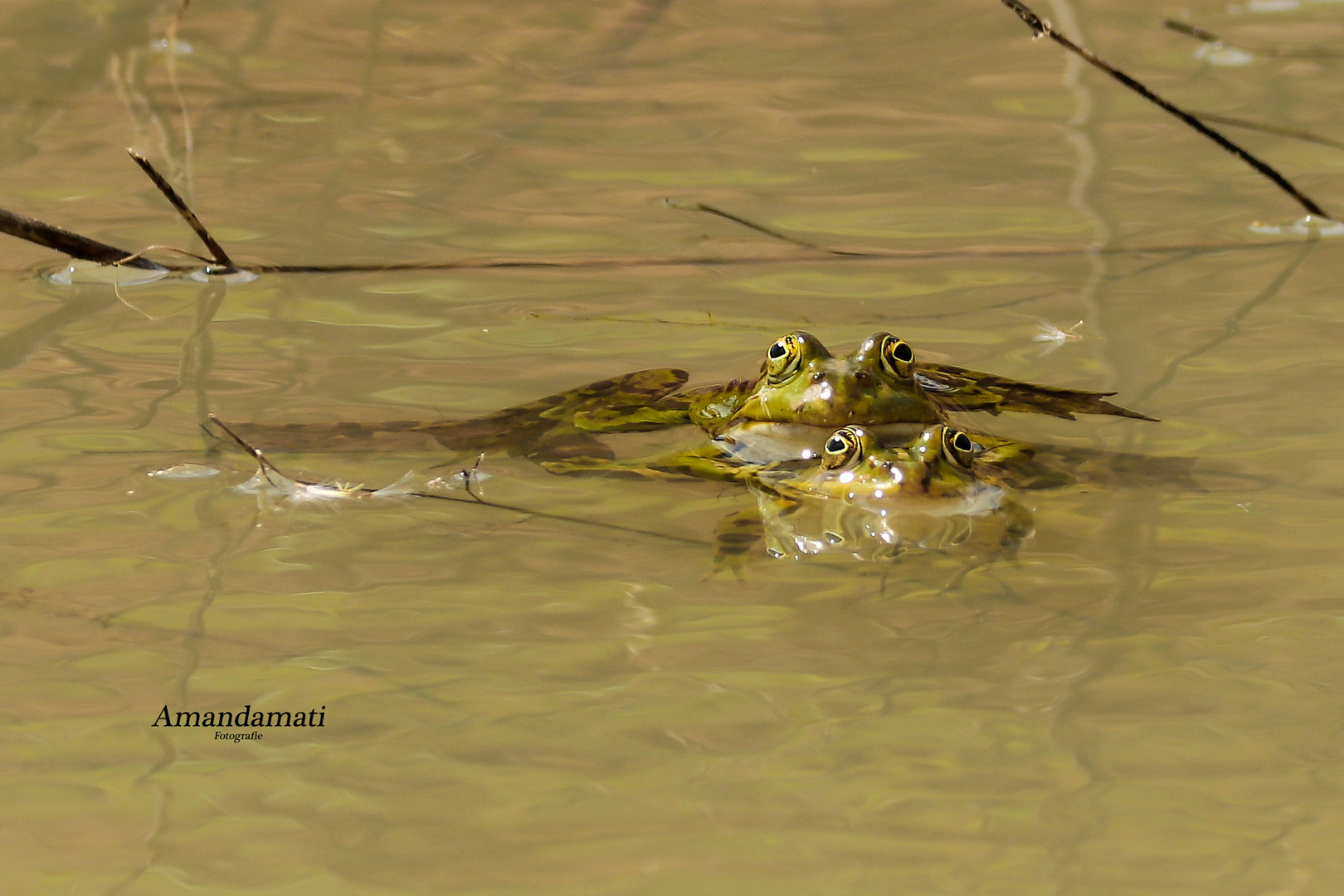 Froschliebe