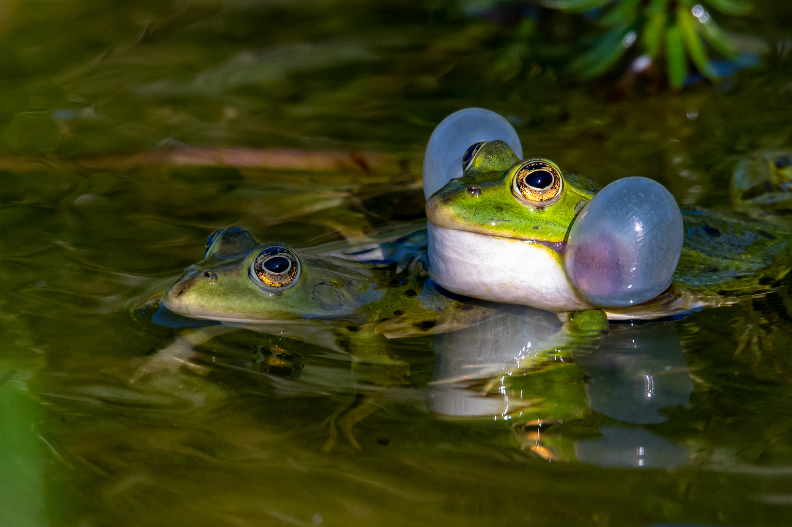 Froschliebe am 12.06.2022