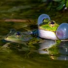 Froschliebe am 12.06.2022