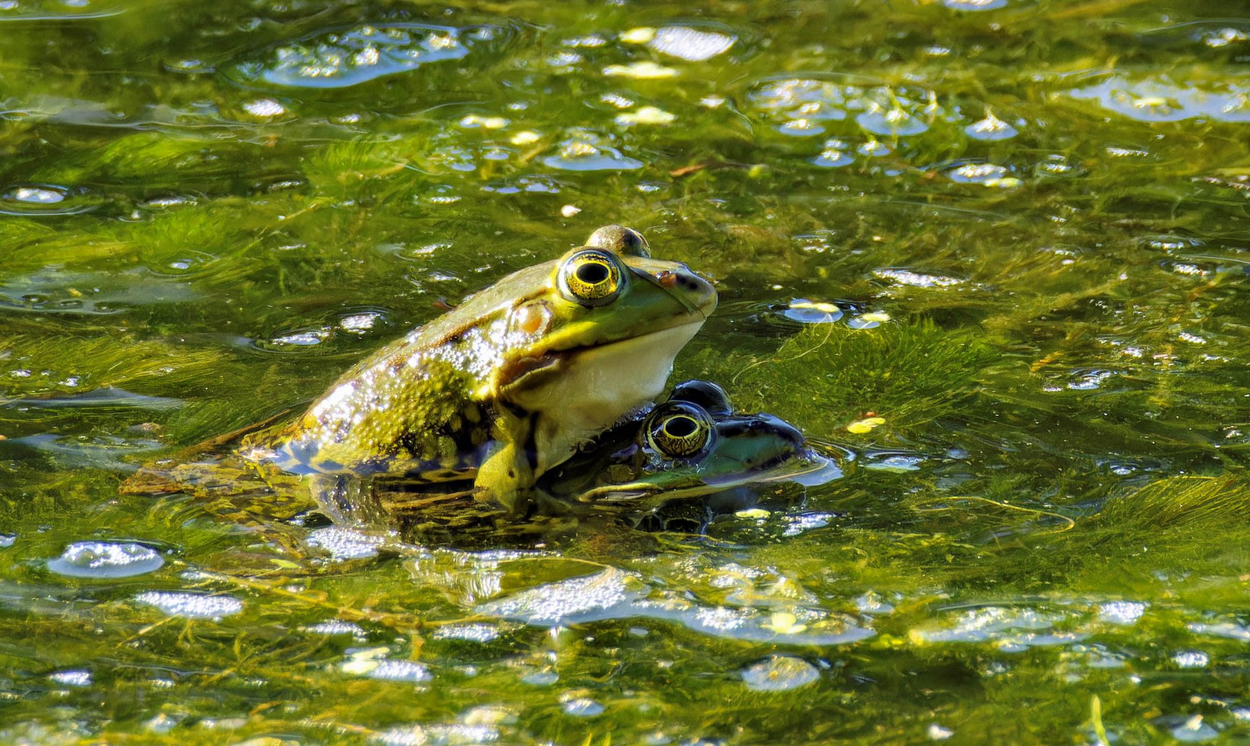 Froschliebe am Morgen..