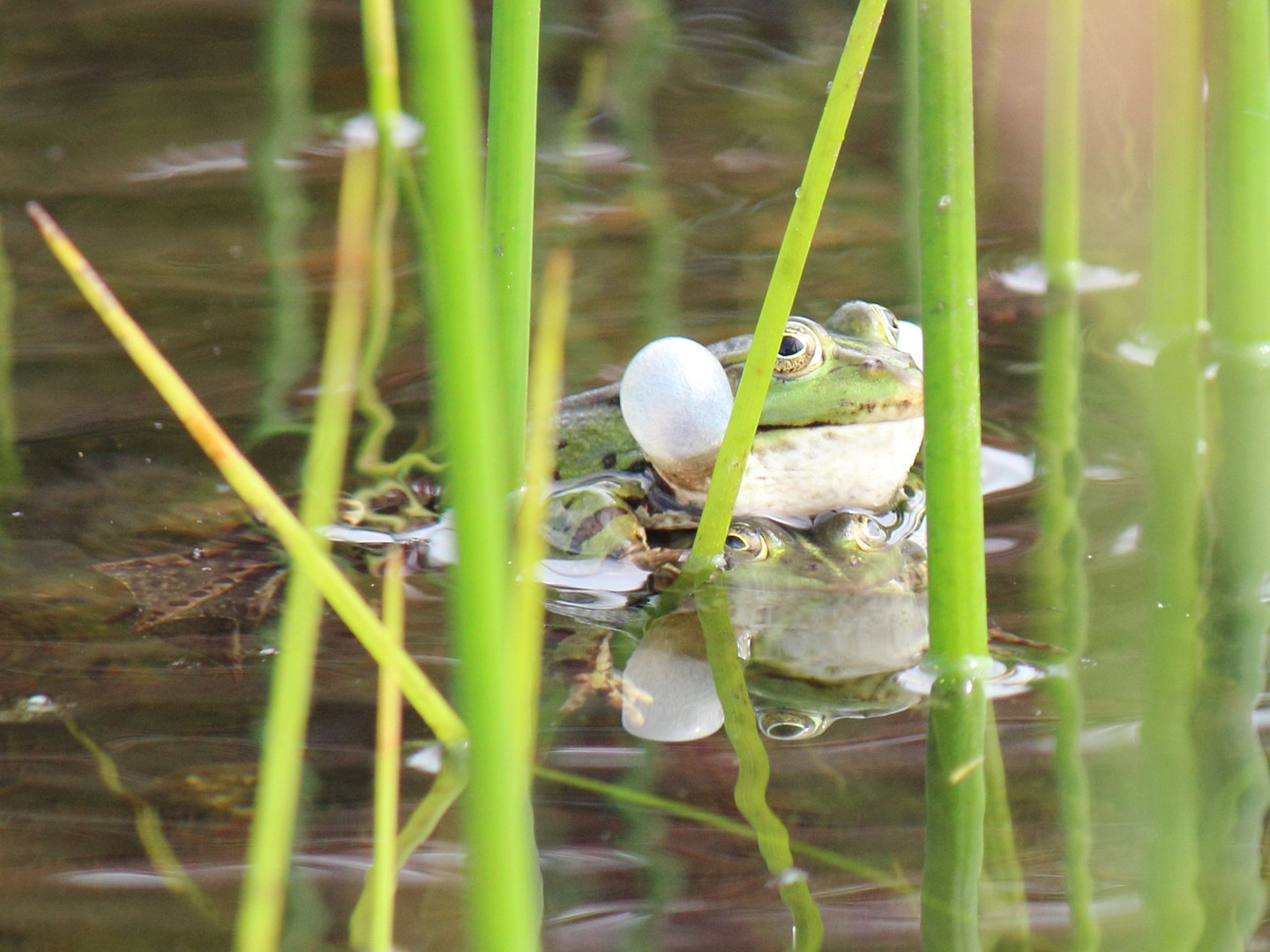 Froschliebe