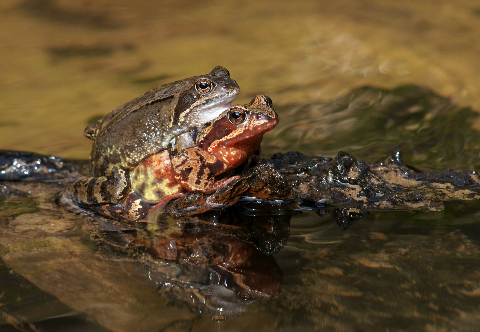 Froschliebe