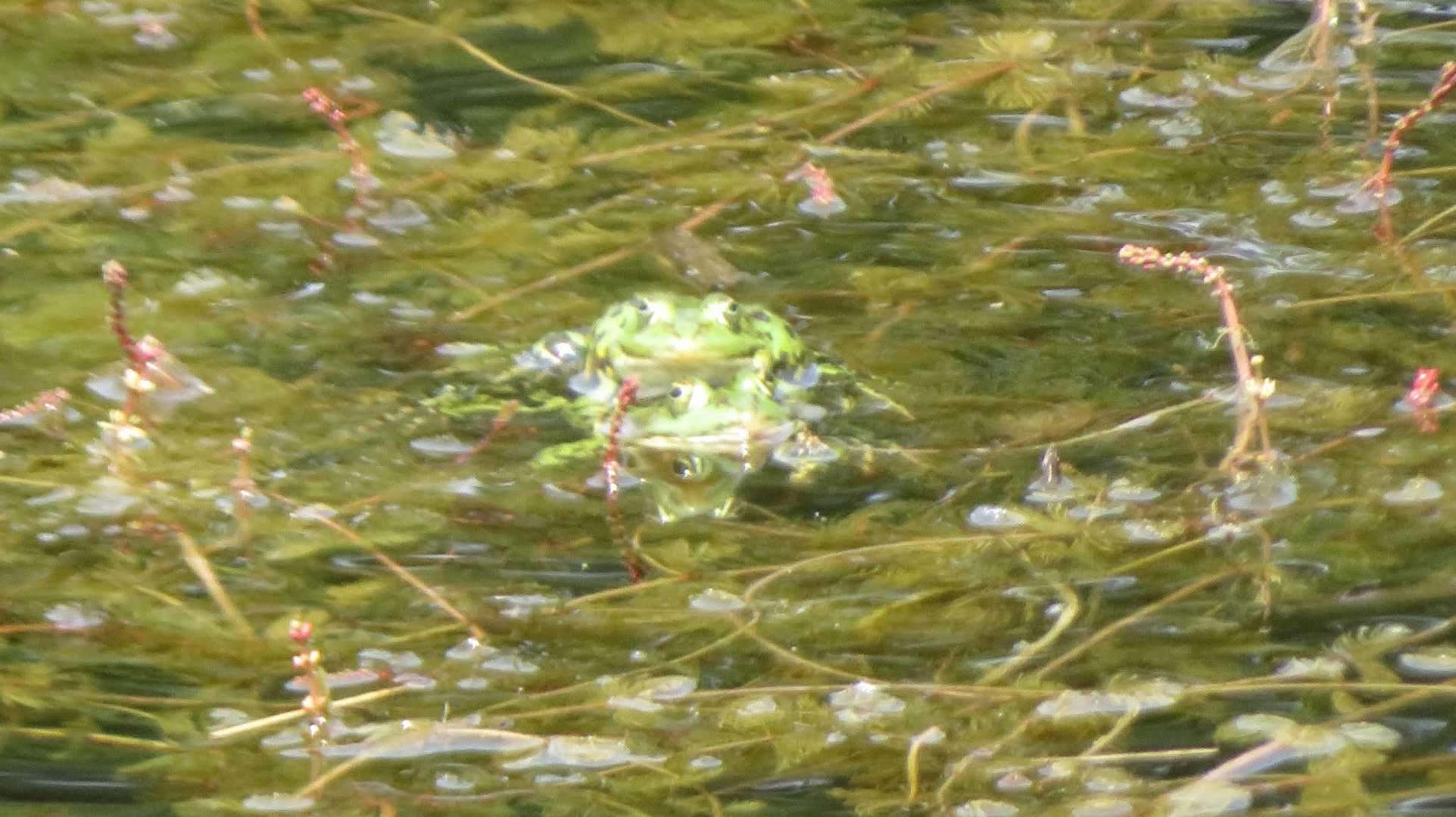 Froschliebe....