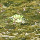 Froschliebe....