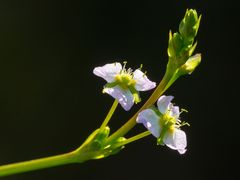 Froschlöffelblüte