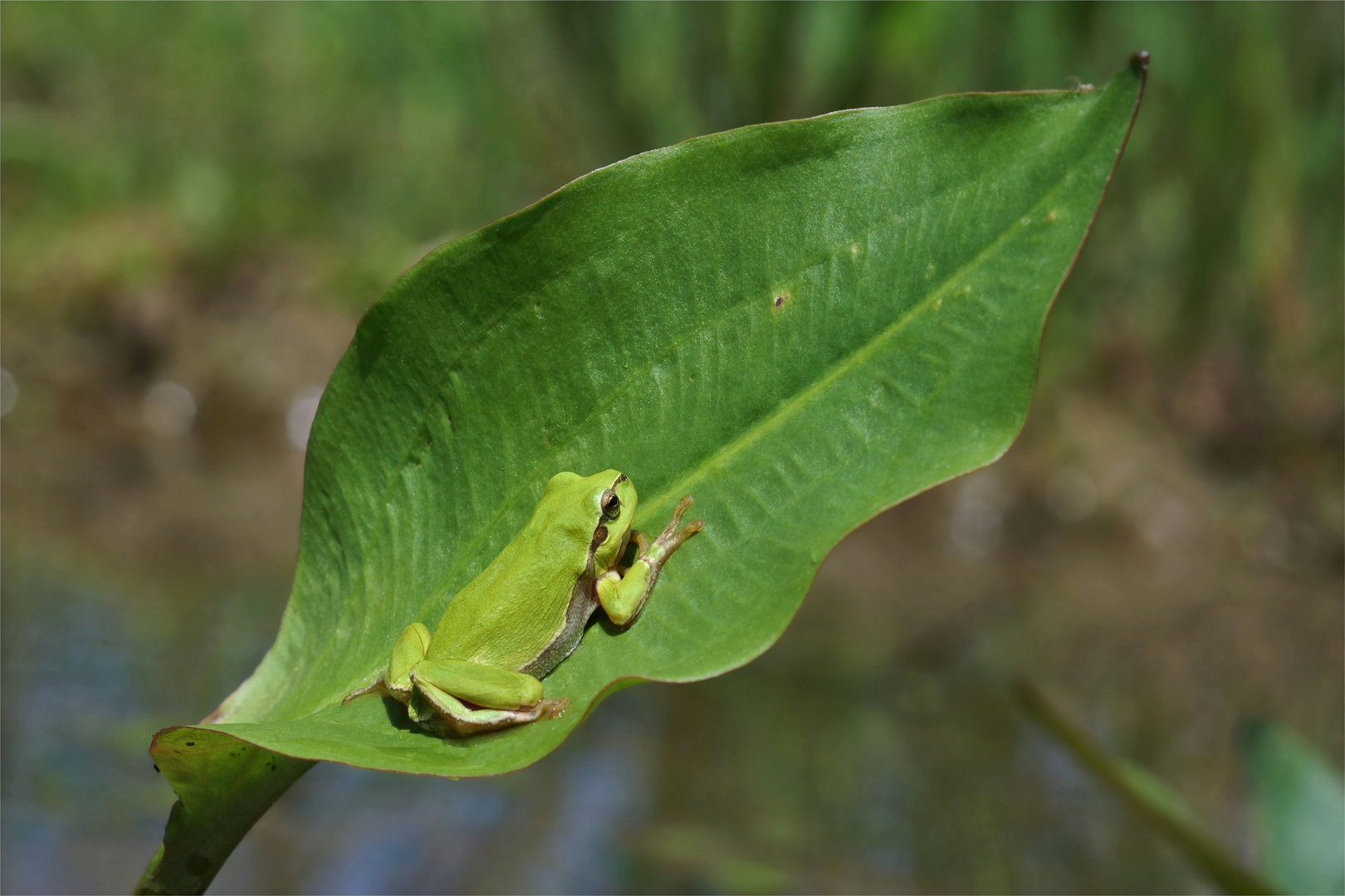 Froschlöffelritter