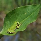 Froschlöffelritter