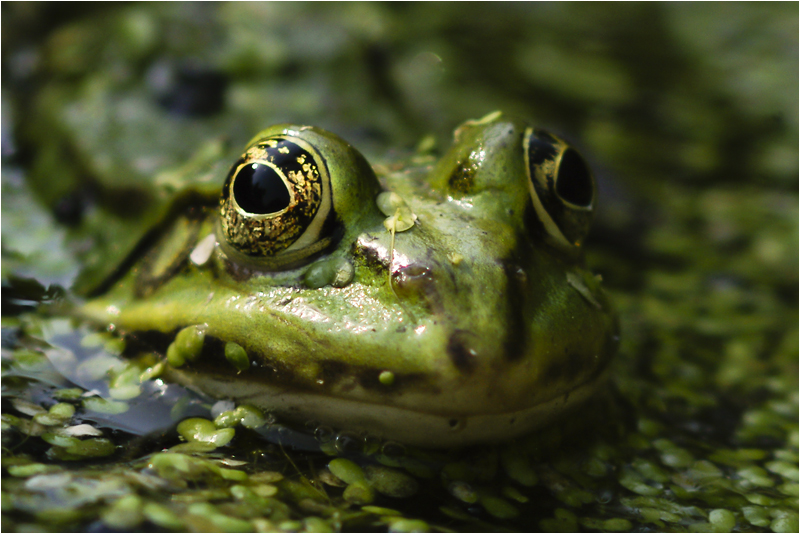 Froschlurch