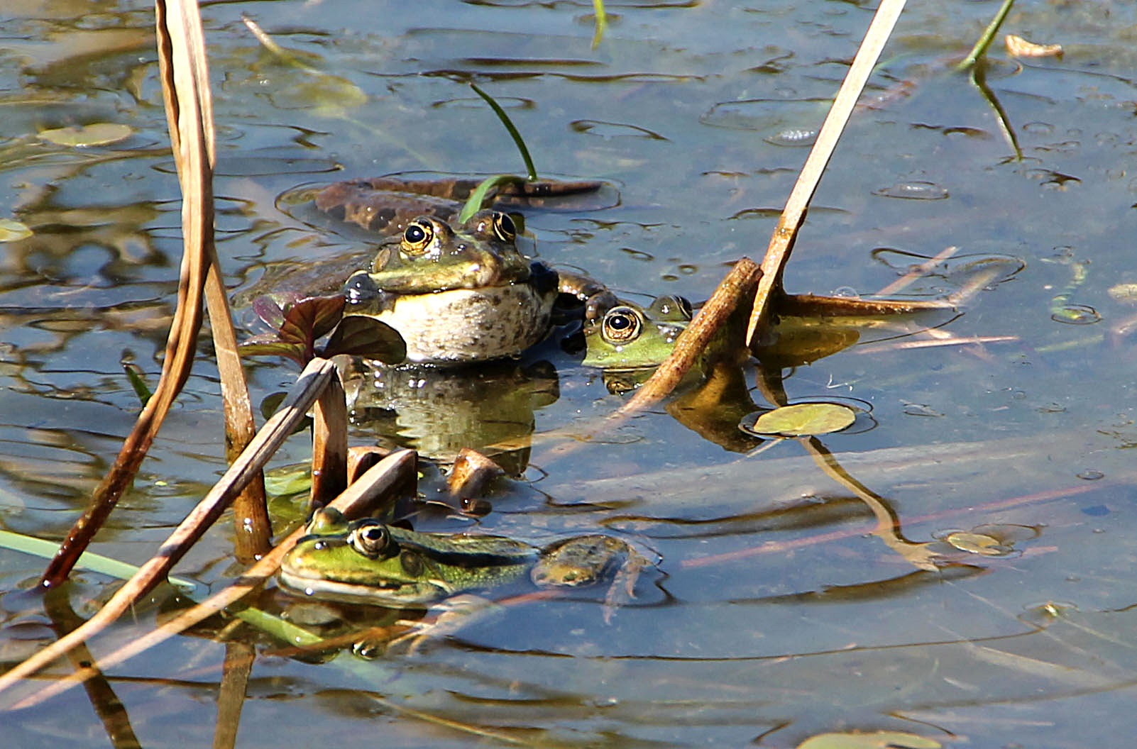 Froschmänner