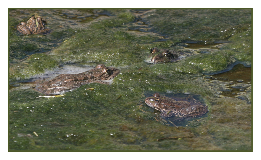 Froschmeeting