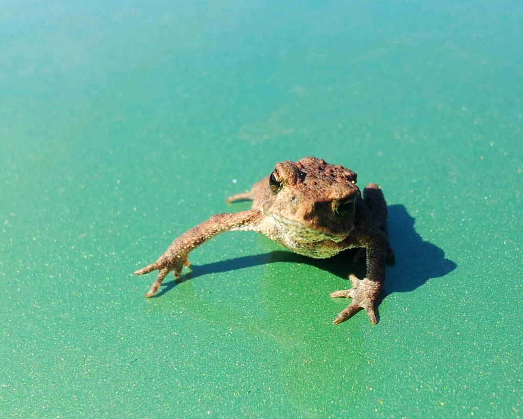 Froschmodel