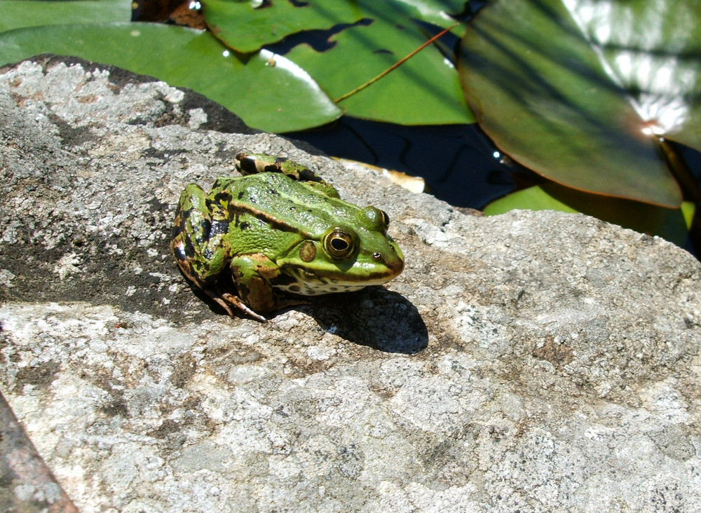 Froschn' gewidmet René Marik