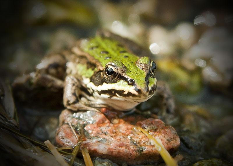 Froschn... *prrrrt* :-)