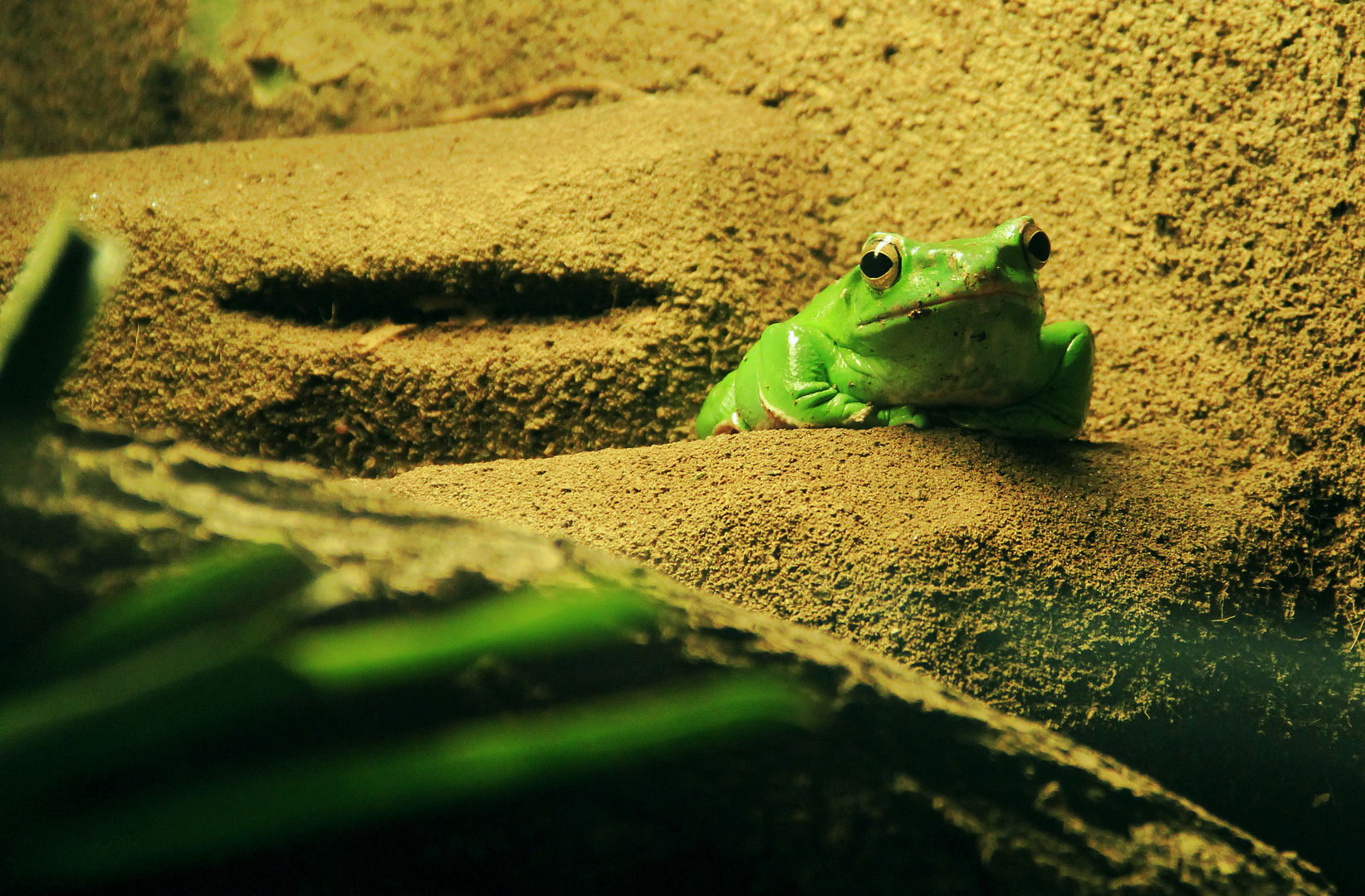 Frosch'n wartet auf Maulwurf'n