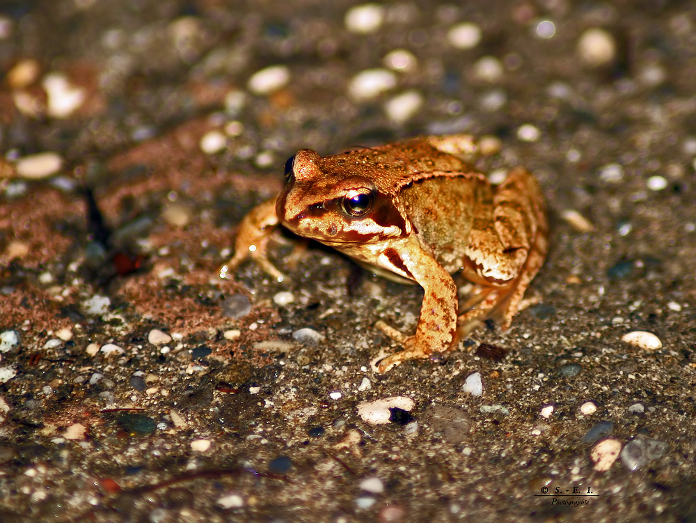 " Froschnachwuchs* die dritte Generation "