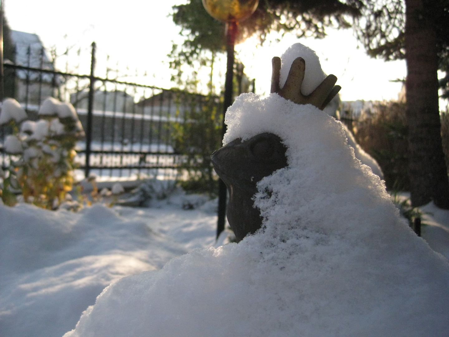 Froschönig mit Schneeumhang