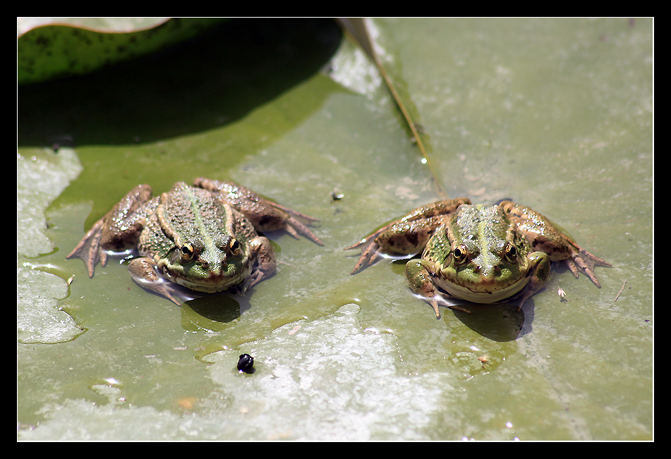 Froschpaar