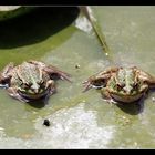 Froschpaar