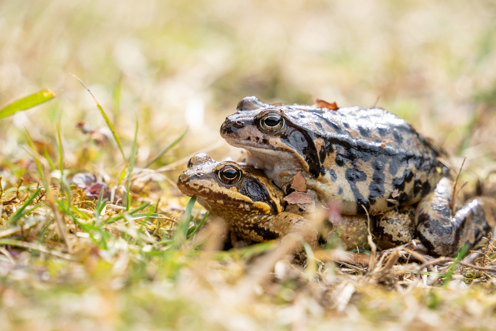 Froschpaar auf Wanderschaft