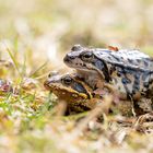 Froschpaar auf Wanderschaft