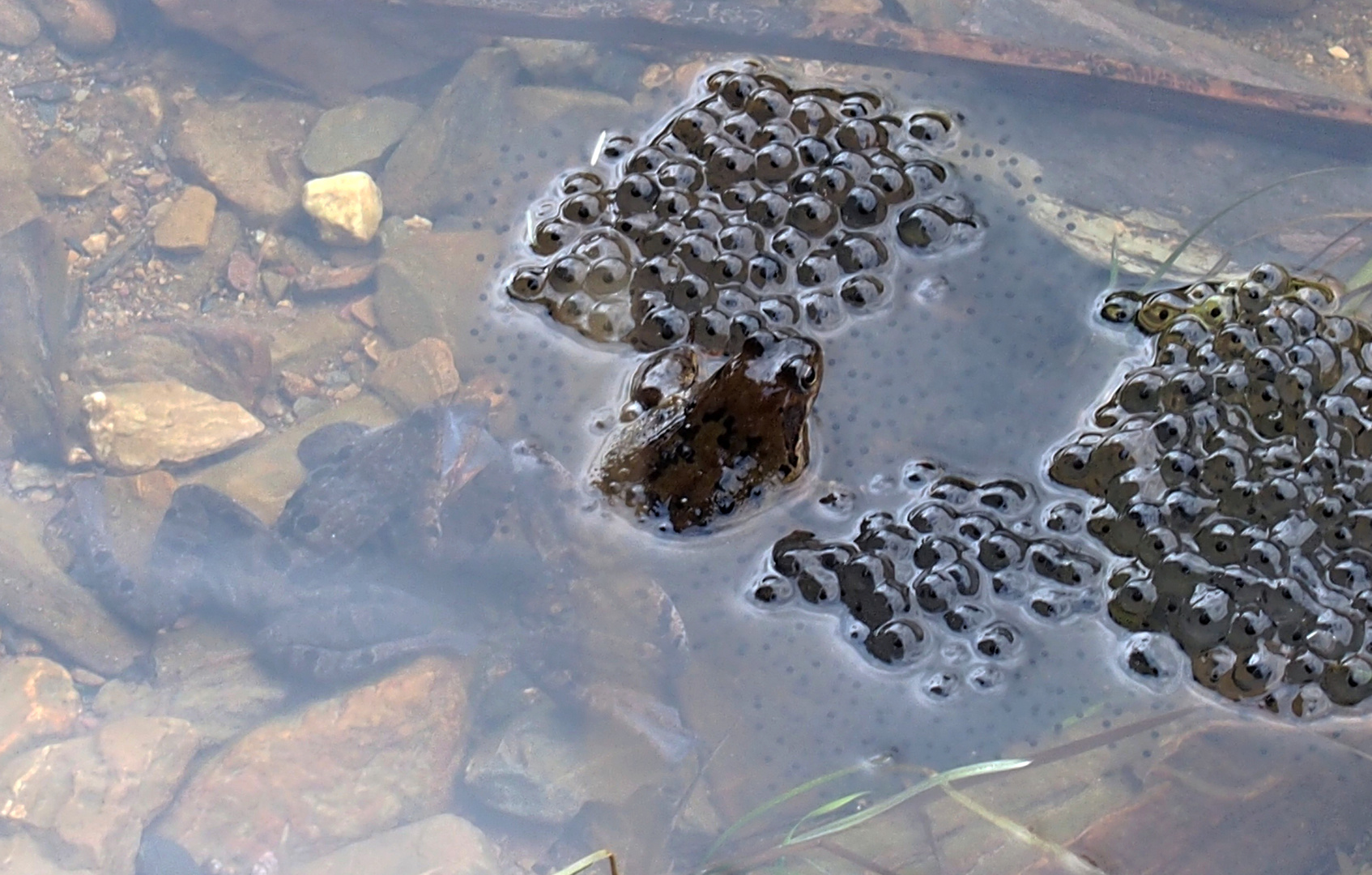 Froschpaar beim ablaichen