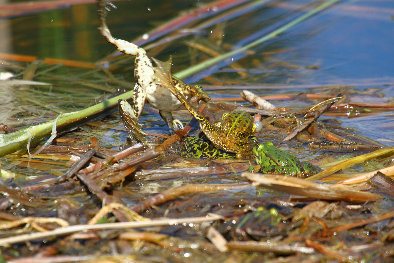 Froschpaarung 2 - Weg mit dir