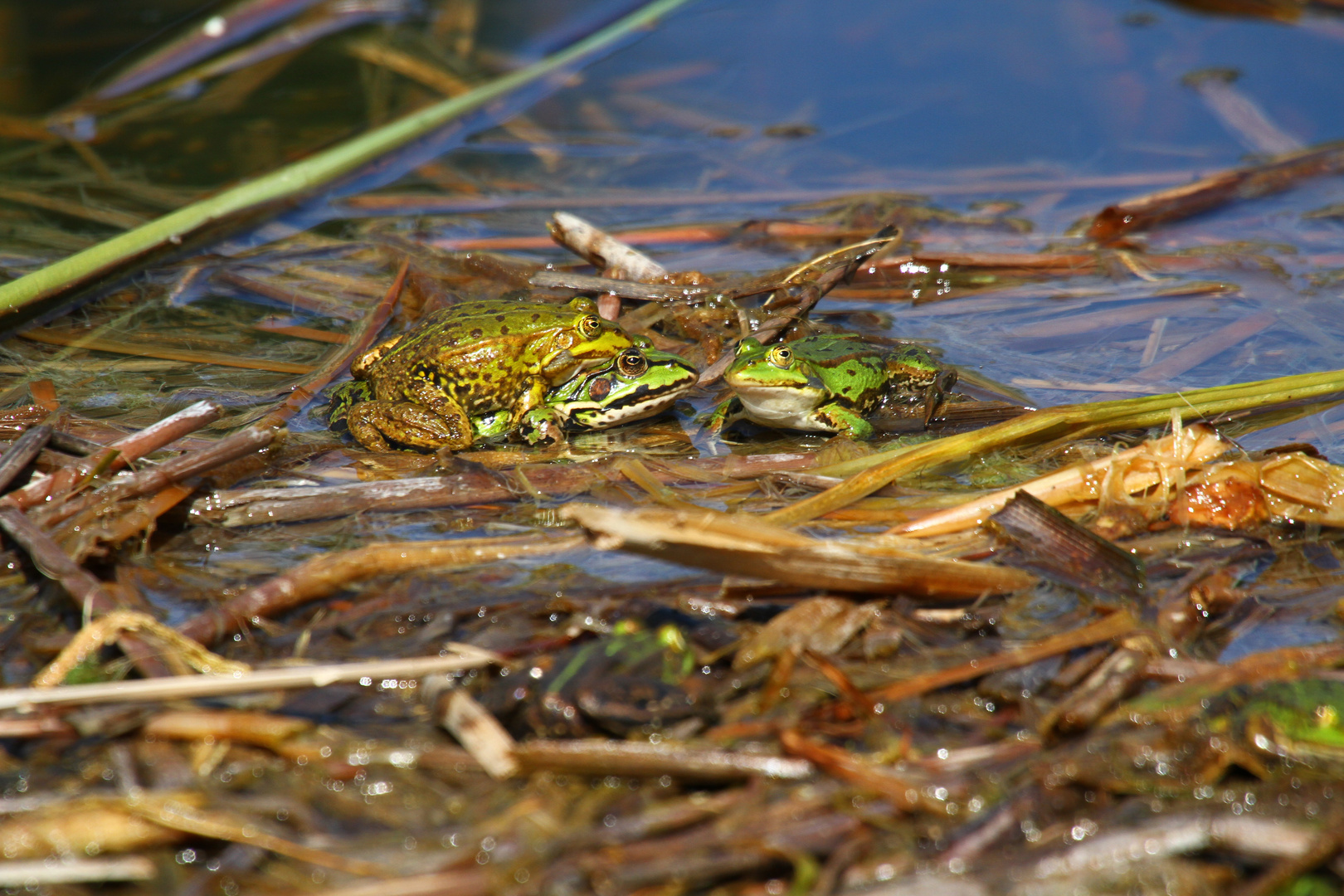 Froschpaarung