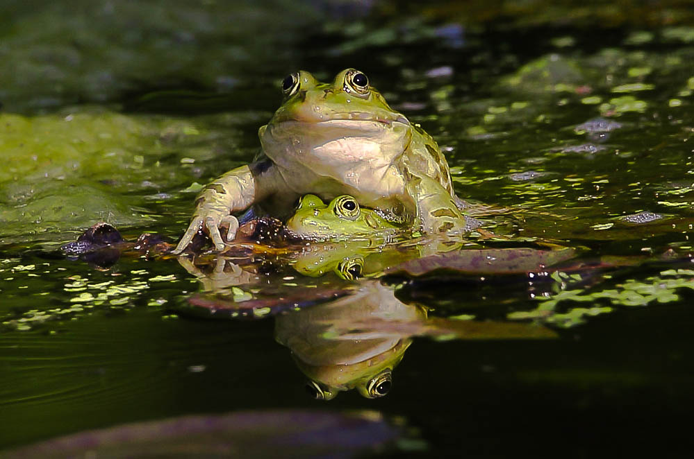 Froschpaarung