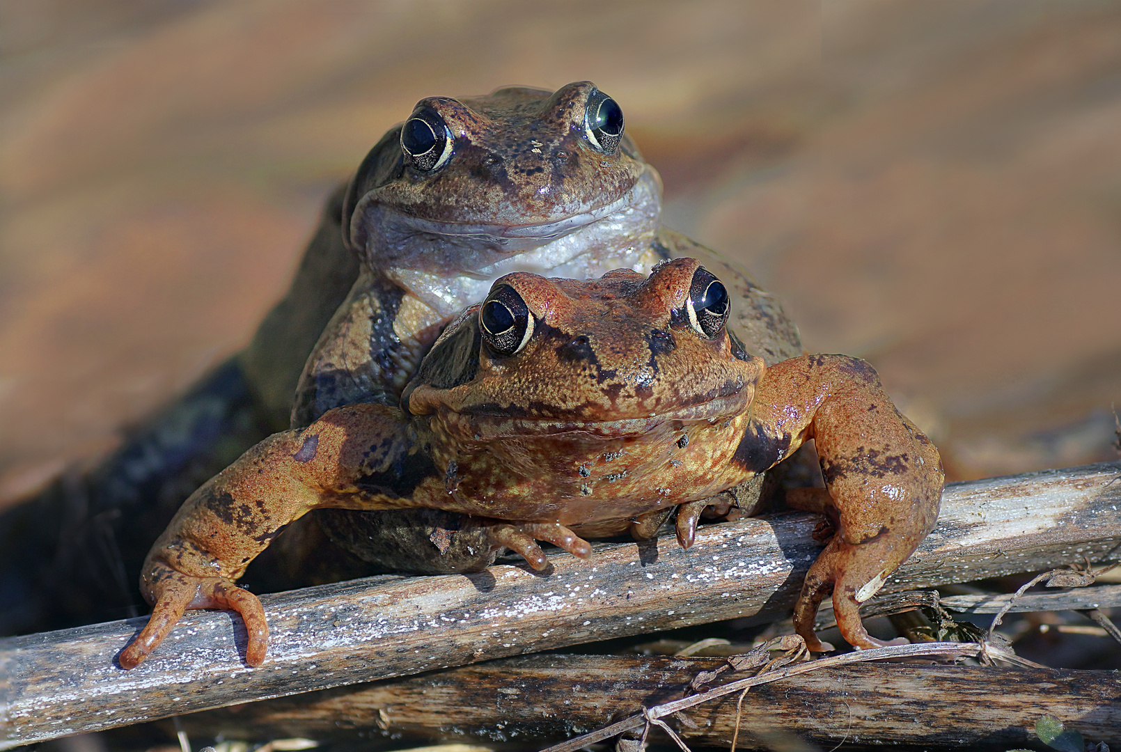 Froschpaarung