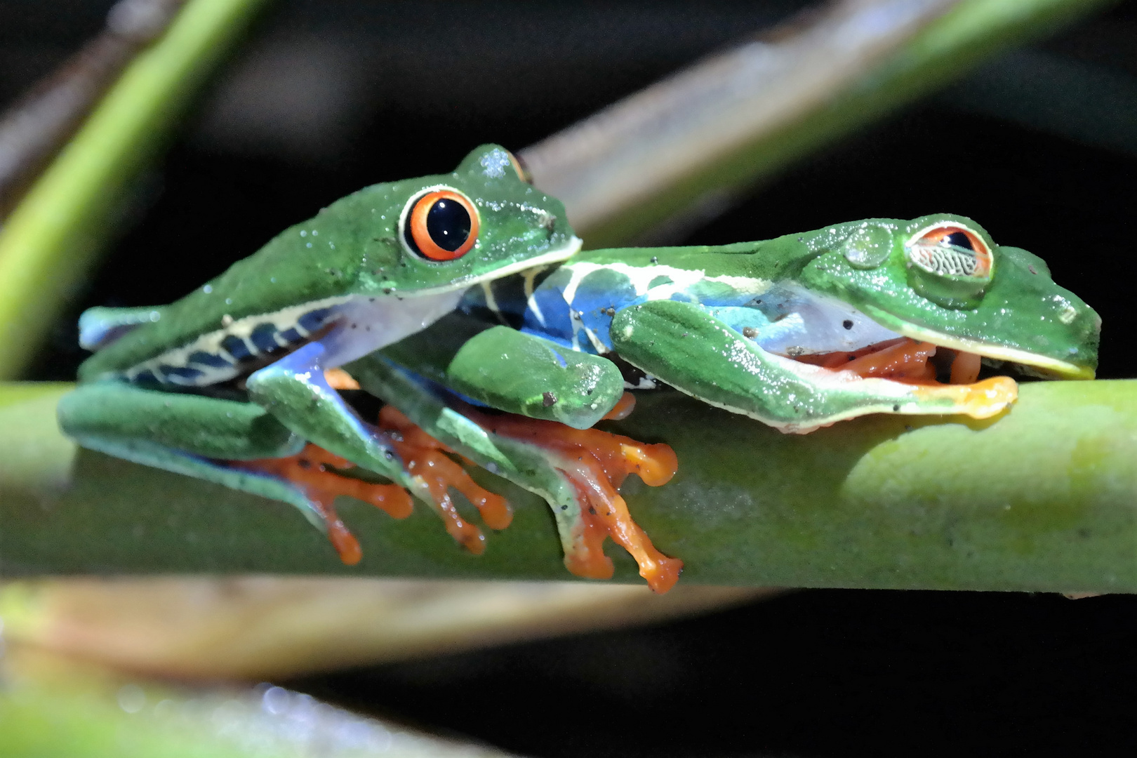 Froschpärchen