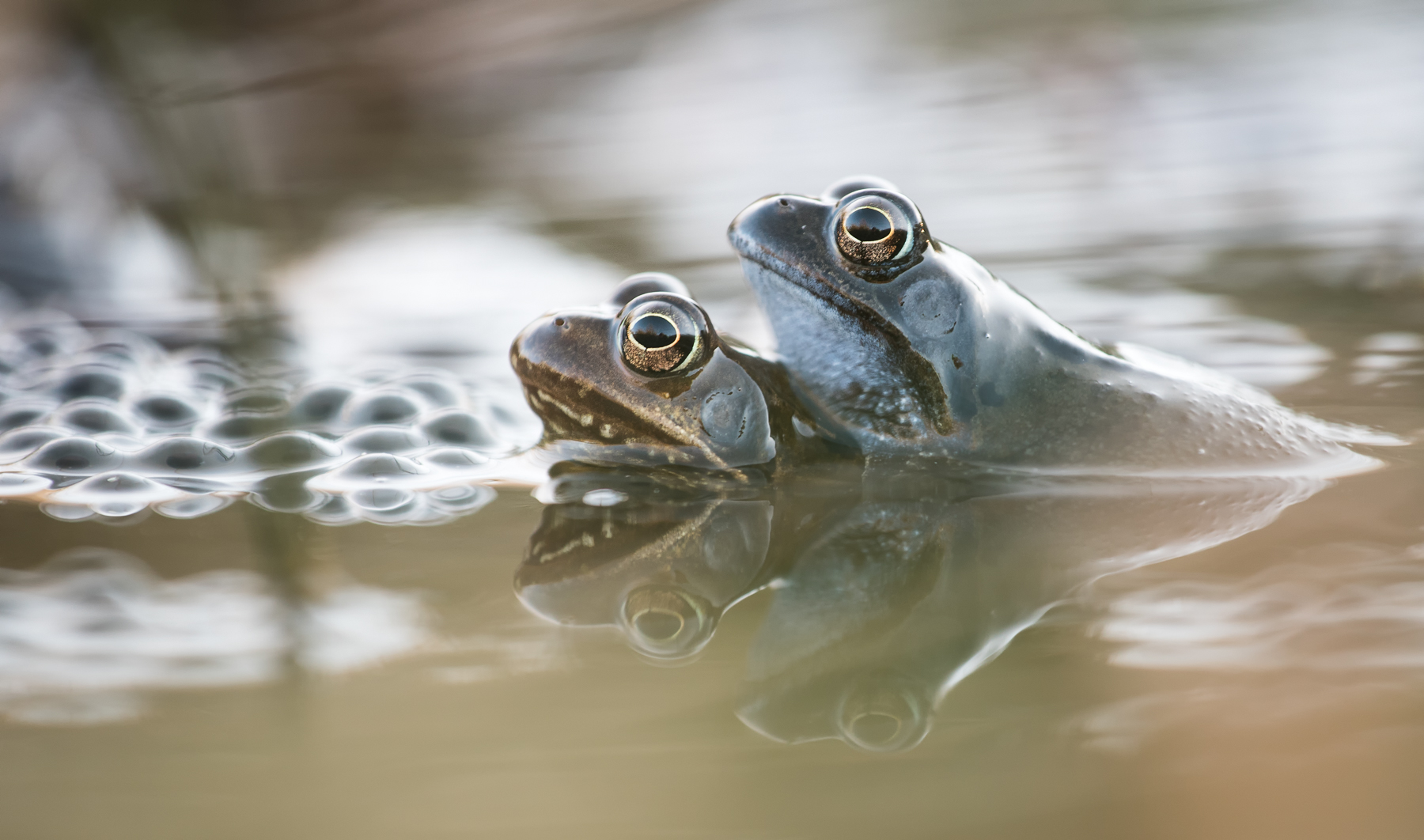 Froschpärchen