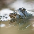 Froschpärchen