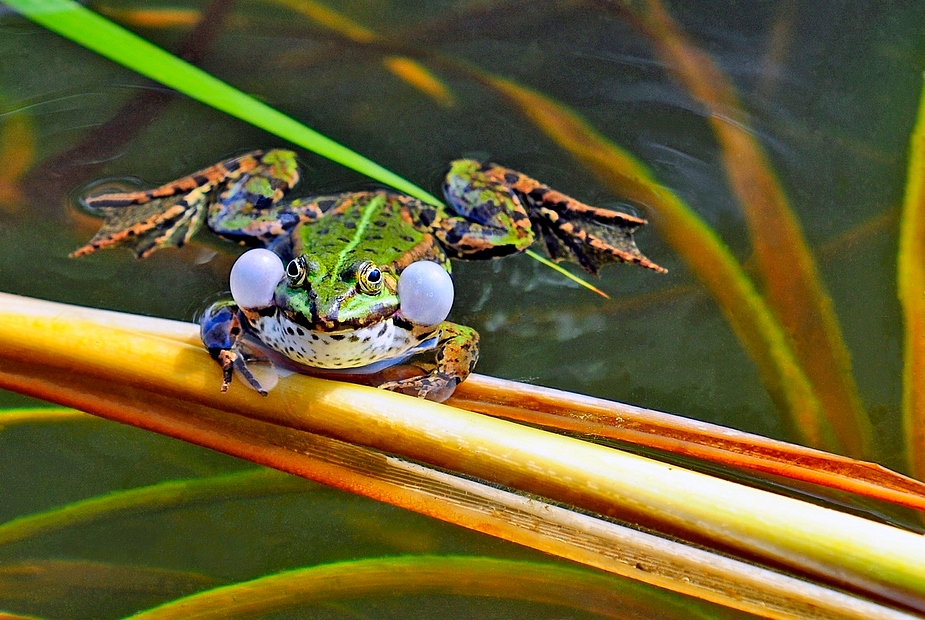 Froschparade 4