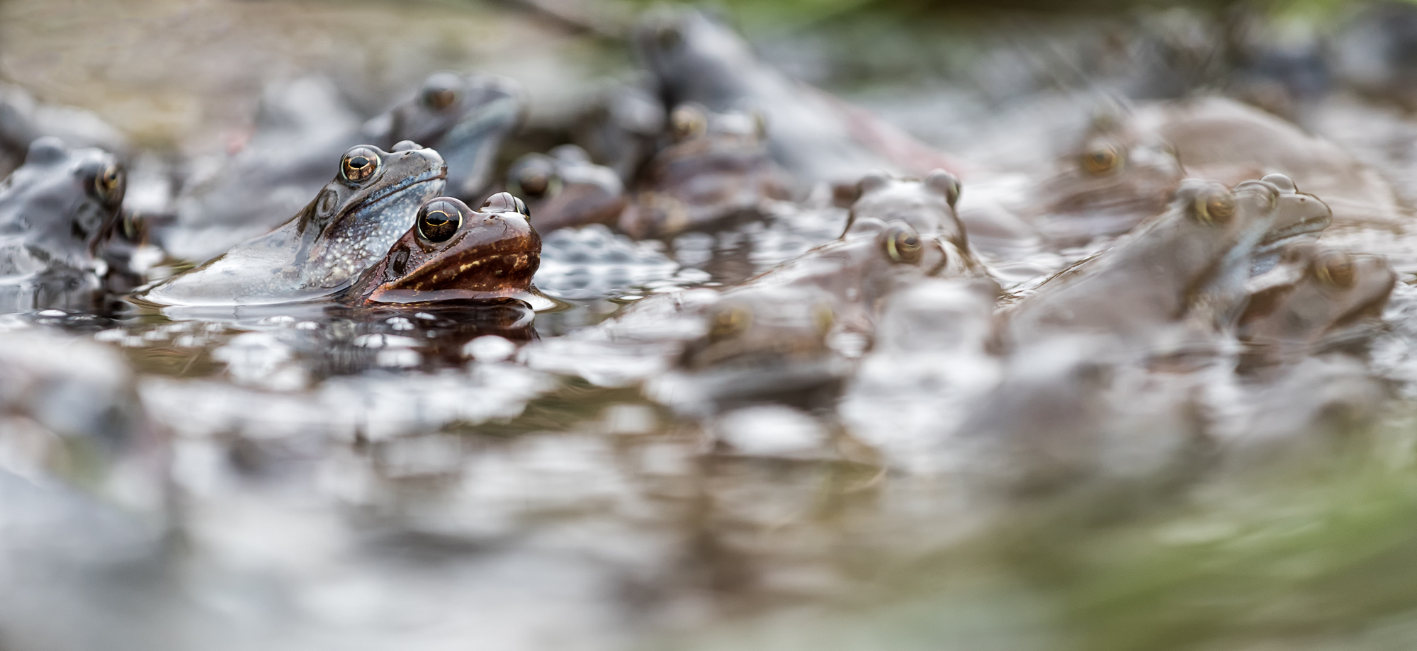 Froschparty