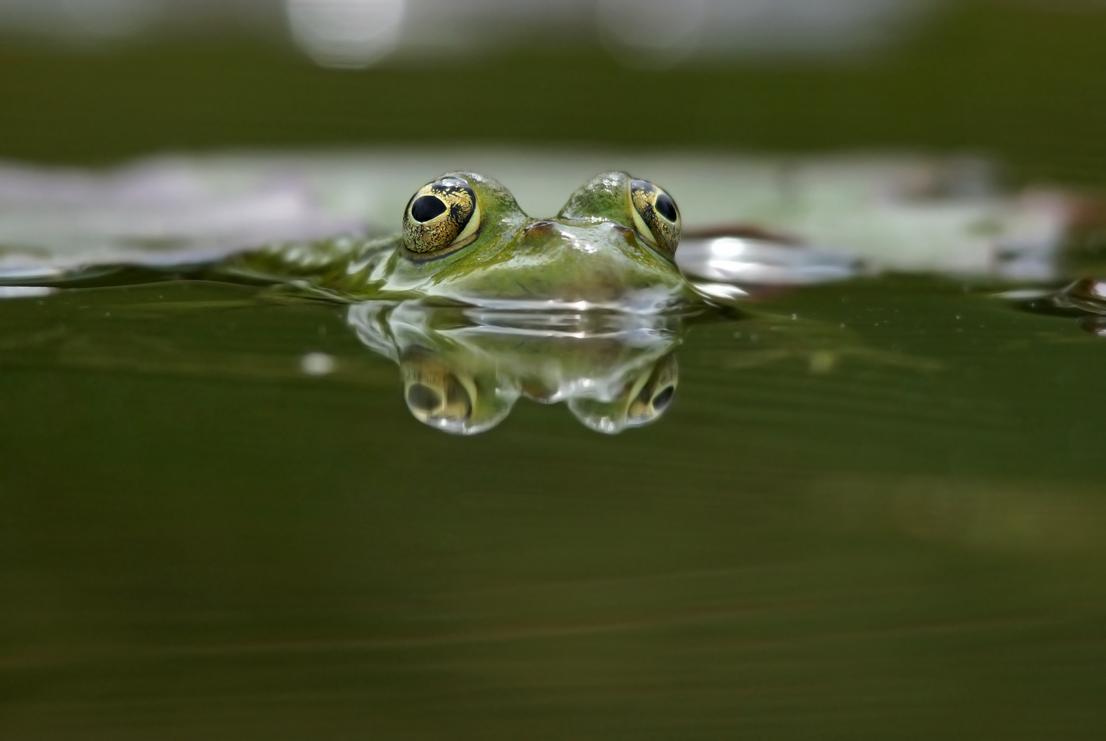 Froschperspektive