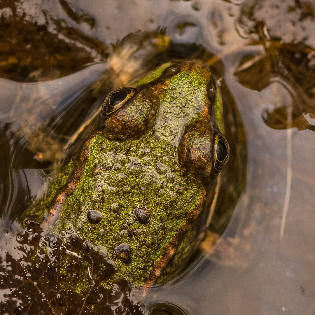 Froschperspektive?