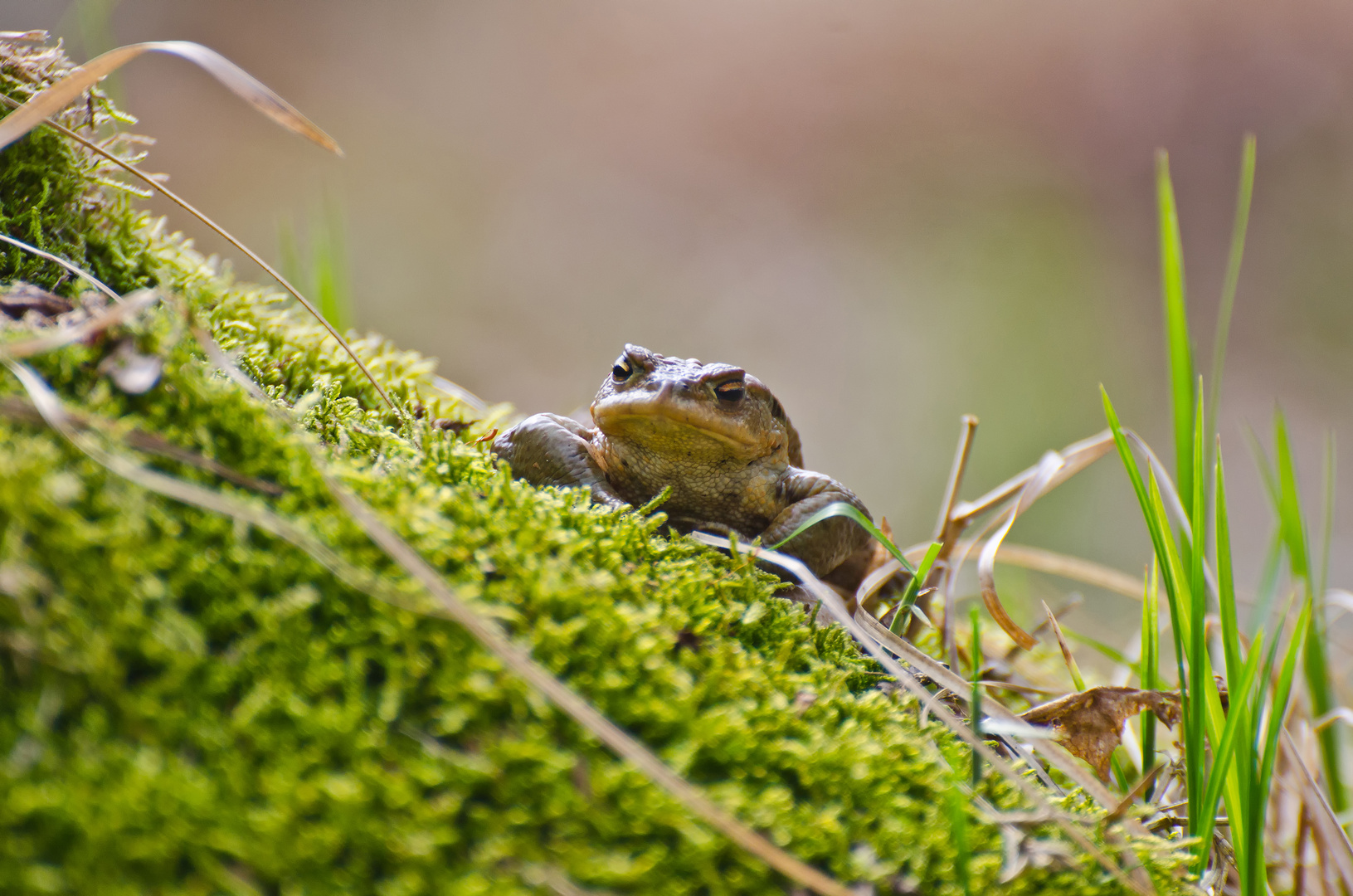 Froschperspektive