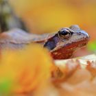 Froschperspektive im Herbstlaub