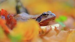 Froschperspektive im Herbstlaub