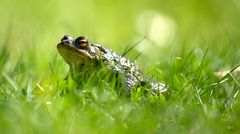 Froschperspektive (In der sächsischen Savanne)