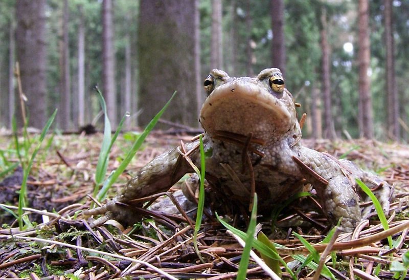 Froschperspektive, oder was passiert wenn man ihn am Hals krault