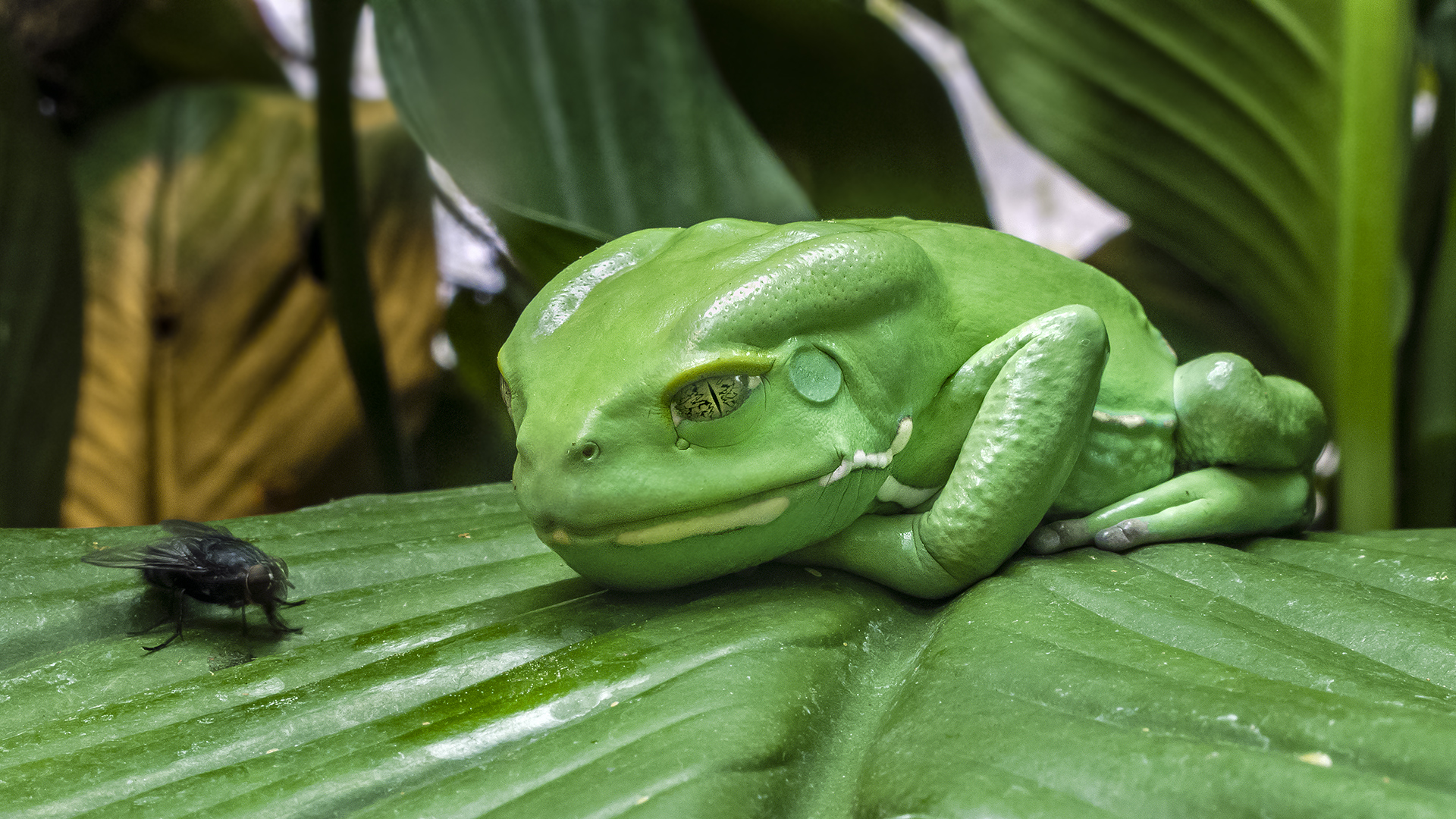 FROSCHPERSPEKTIVEN