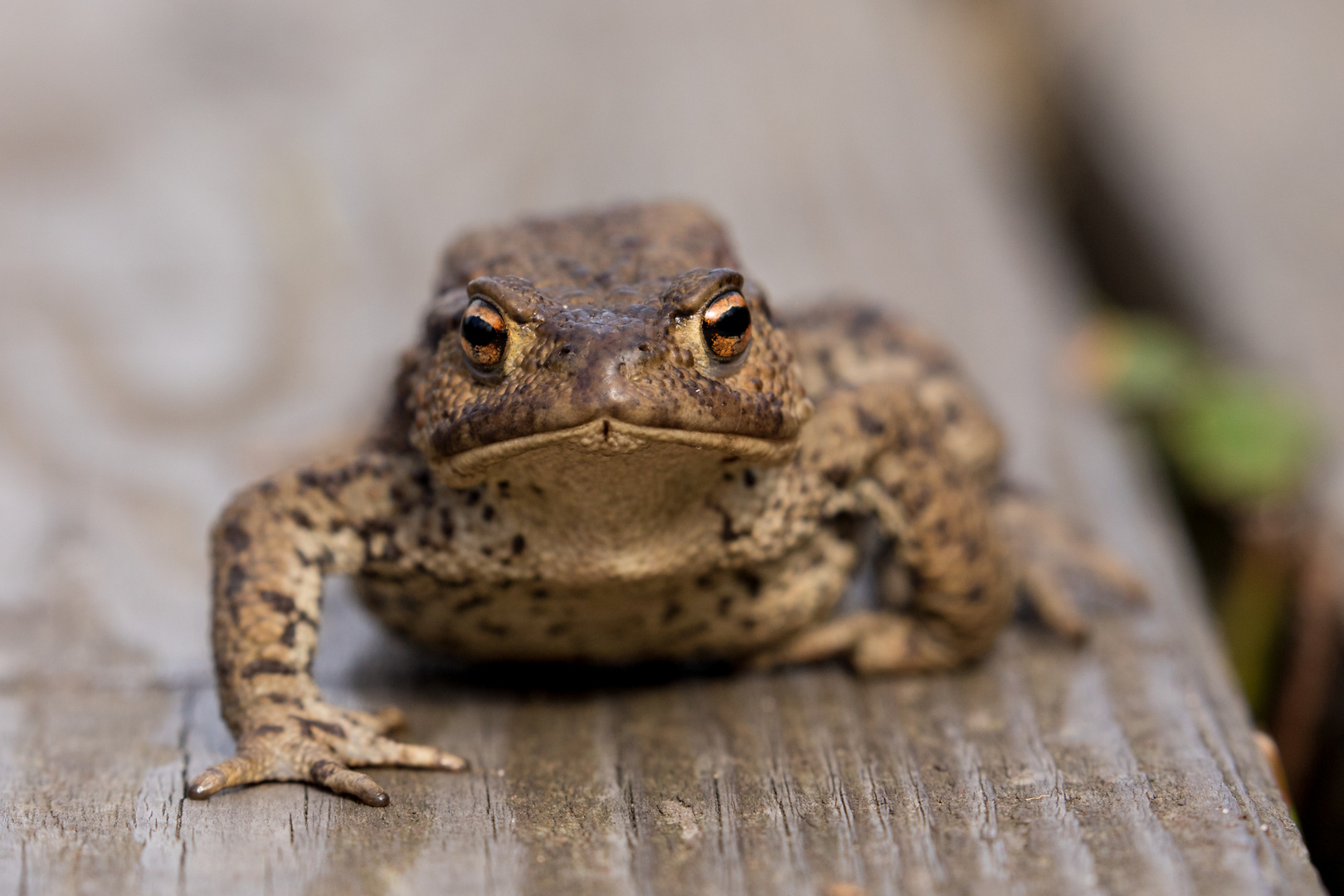 Froschperspektivisch