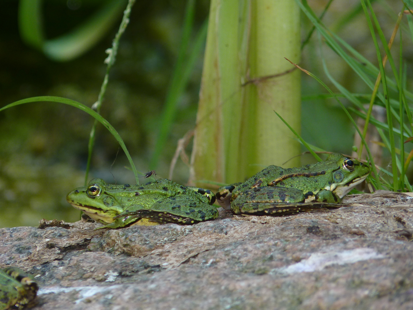 "Froschpespektive"  - mit Mückenstich