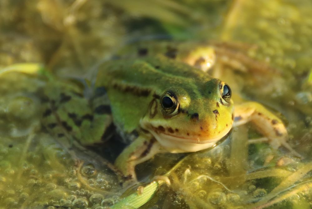 Froschplatz