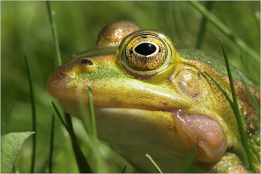 Froschportrait