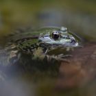 Froschportrait